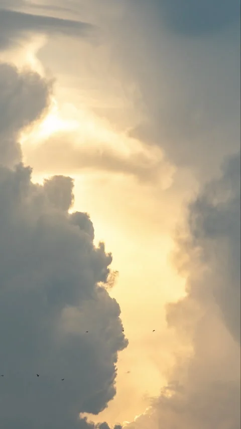 Sky through trees in vertical Stock Footage 273786471
