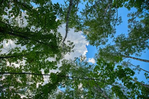 The sky through the trees view from below. Natural background. Stock Photos