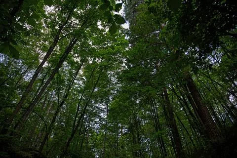 The sky through the trees view from below. Natural background. Stock Photos