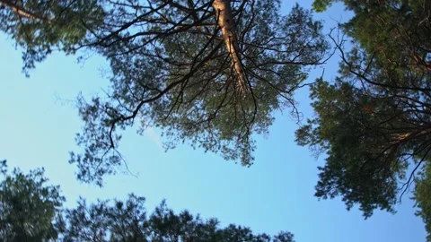 Sky through the trees view from bottom to top rotation. Natural background. Stock Footage 205516853