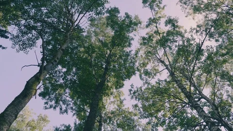 Sky through treetops Video stock 102128665