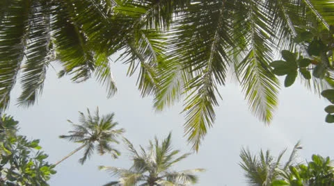 The sky through the tropical plants Stock Footage 25128809