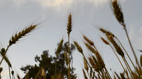 Sky through Wheat Field Stock Footage 58700344