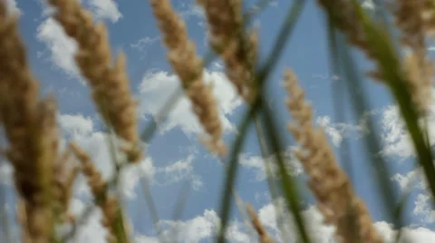 Sky through wild grass with spikelets swaying in wind, tilt up HD Stock Footage 34205429