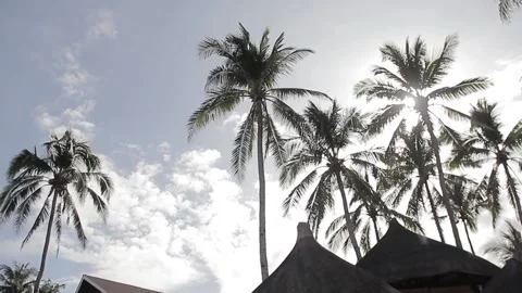 Sky timelapse coconut trees Vidéo 189173618