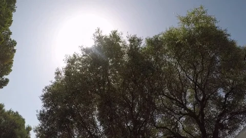 Sky timelapse sun and tree Stock Footage 128347227