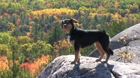 Sky on top of hogback mt marquette mi Video stock 9292320