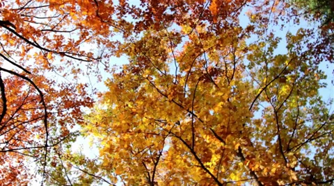 The sky, the tops of the trees in autumn (in motion) Stock Footage 32017045