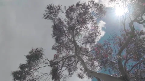 Sky track under summer tree blooming with pink flowers Stock Footage 145927392