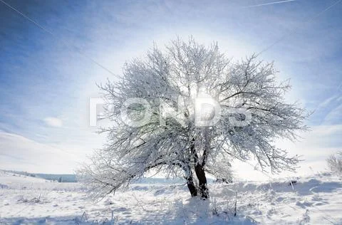 Sky, tree and snow Stock Photos