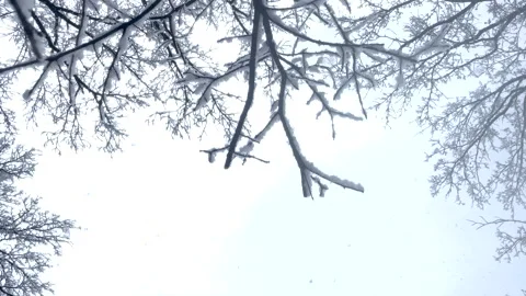 Sky, tree branches covered with snow, big snowflakes and copy space Stock Footage 293975845