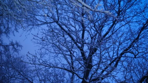 Sky, tree branches tops evening light, blue color. snow Video stock 296773901