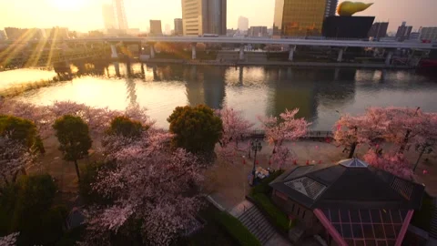 Sky Tree, Cherry Blossoms at Sumida Park, Sunrise, and Tobu Railway Vidéo 330973863