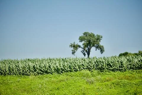 Sky, tree, corn Stock Photos