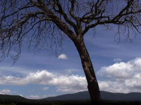 Sky Tree Stock Footage 490163