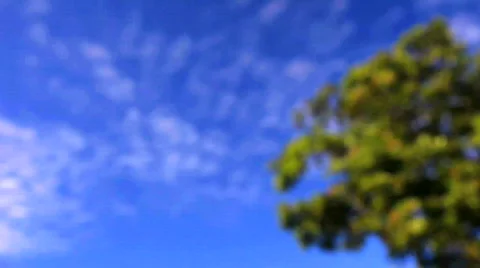 Sky with Tree Stock Footage 829320