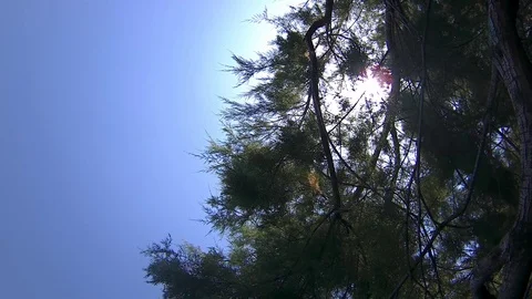 Sky tree Stock Footage