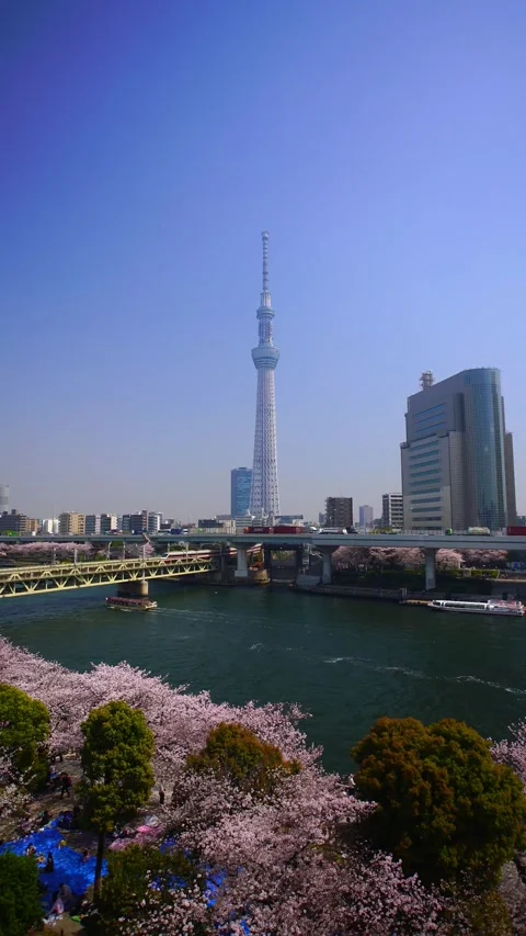 Sky Tree, Sumida Park Cherry Blossoms, Tobu Railway, and Yakatabune 스톡 동영상 330975031