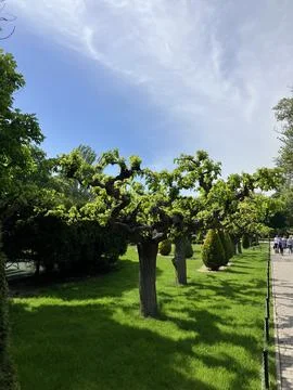 Sky, tree, summer 3 Stock Photos