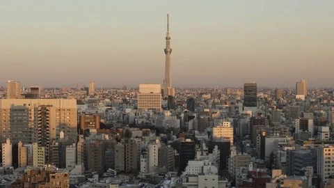 Sky tree at sunset Stock Footage 85250218