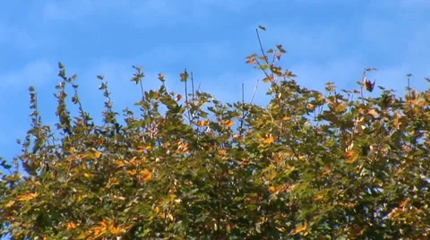 Sky trees Stock Footage 8795483