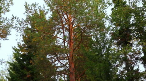 Sky in the trees Stock Footage 48814575