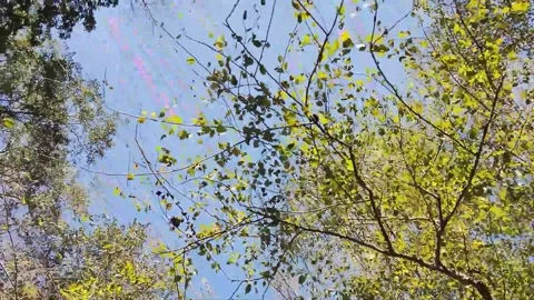 Sky trees Video stock 163186161