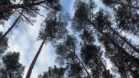Sky-with-trees Stock Footage 305504057