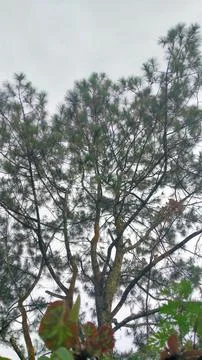 Sky trees Stock Photos