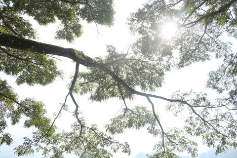 Sky with Trees Stock Photos