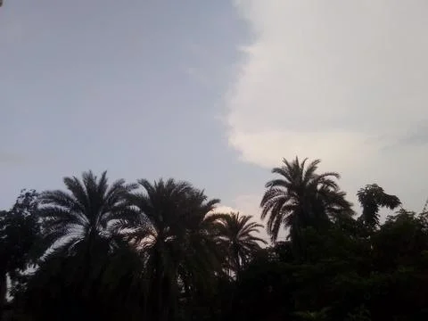 Sky with Trees 스톡 사진