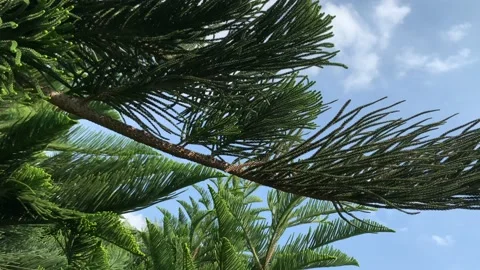 From sky to tropical pines Stock Footage 149669823