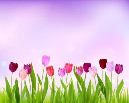 Sky Tulip spring banner Stock Illustration