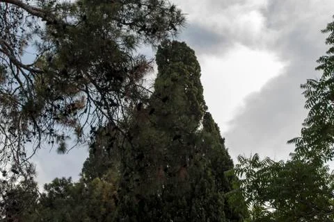 A Sky View and Elder Trees Stock Photos