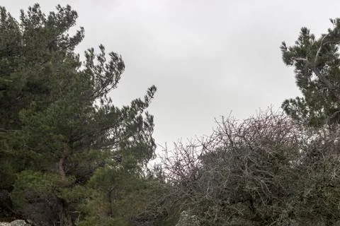A Sky View and Elder Trees Stock Photos