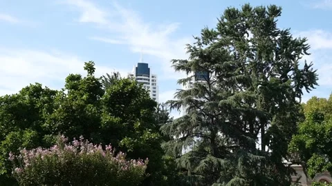 Sky view in central park, trees and buildings in central park Stock Footage 249290933