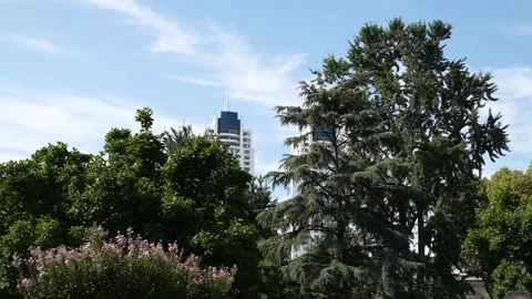 Sky view in central park, trees and buildings in central park Stock Footage 249291136