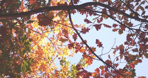 Sky view with close up on branches tree while sun rays falling thru in a Stock Footage 133075299