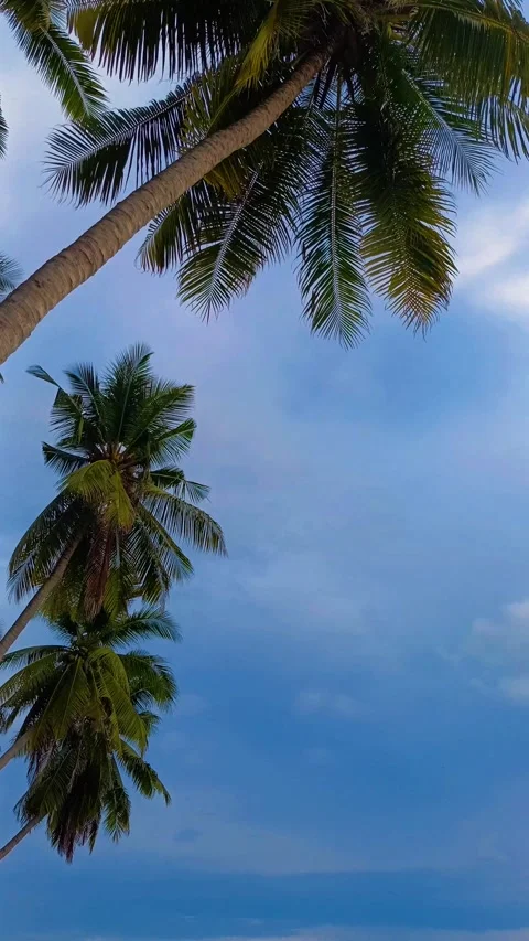 Sky view with coconut tree frame. Low angle view. Stock Footage 296225016