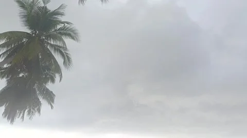 Sky view with coconut tree frame. Low angle view. Stock Footage 296225020