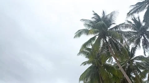 Sky view with coconut tree frame. Low angle view. Stock Footage 296319365