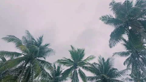 Sky view with coconut tree frame. Low angle view. Video stock 296320461