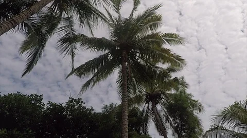 Sky View with Coconut Tree in Lombok Indonesia Stock Footage 118637914