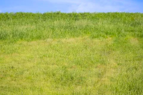 Sky view with grass Stock Photos