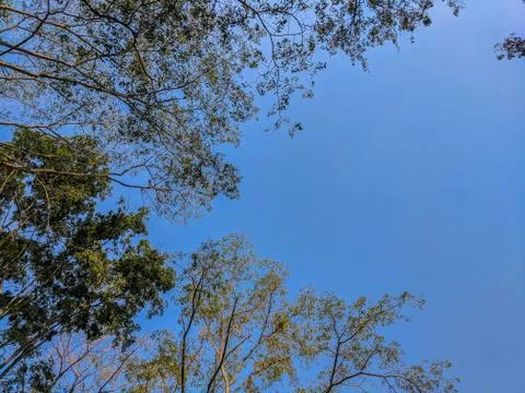 Sky view from ground under the trees Stock Photos
