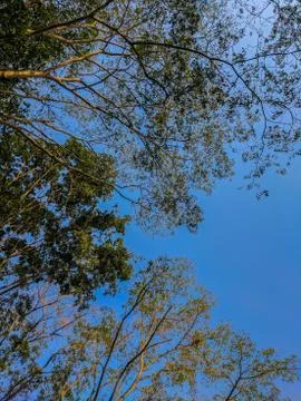 Sky view from ground under the trees Stock Photos