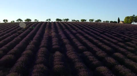 Sky view of lavender field Stock Footage 65264973
