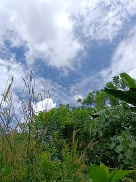 Sky view with many trees and grass Stock Photos