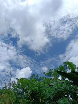 Sky view with many trees Stock Photos