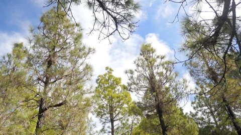 Sky view pine tree forest, clouds passing, blue sky, sun shining Stock Footage 95784584